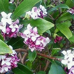 沈丁花