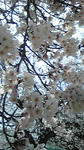 sakura.jpg
