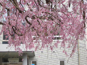 CIMG0086.JPG