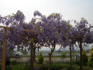 CIMG0265.JPG