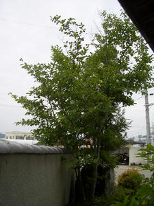 CIMG0538.JPG