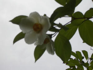 CIMG0536.JPG