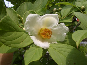 CIMG0770.JPG