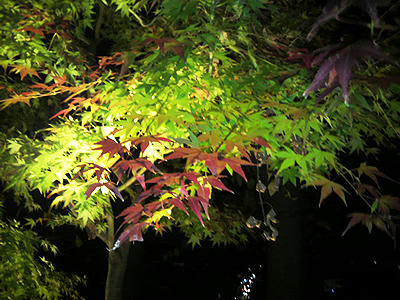 P1000853.jpg