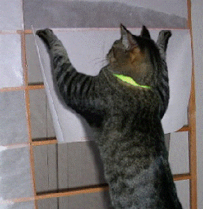 harihari.gif