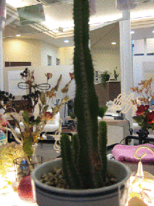 IMG_1718.gif