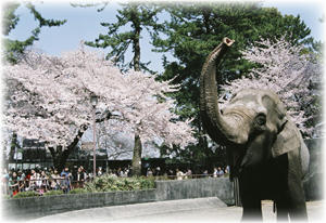 sakura4.jpg