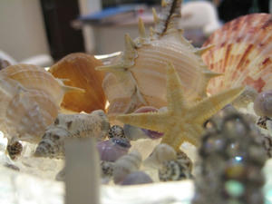 IMG_2779.jpg