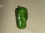 DSC01266.JPG