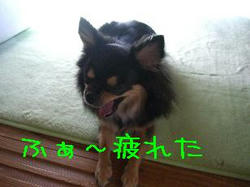 Cimg0228akubi.jpg