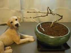 bonsai.JPG