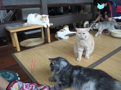 neko1.JPG