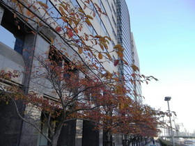 2009_1115_145224AA1.JPG