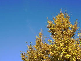 2009_1115_151558AA1.JPG