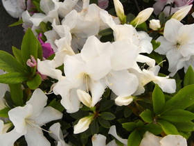 2010_0503_163825AA1.JPG
