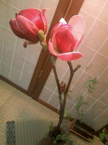 木蓮開花２