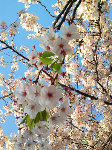 桜