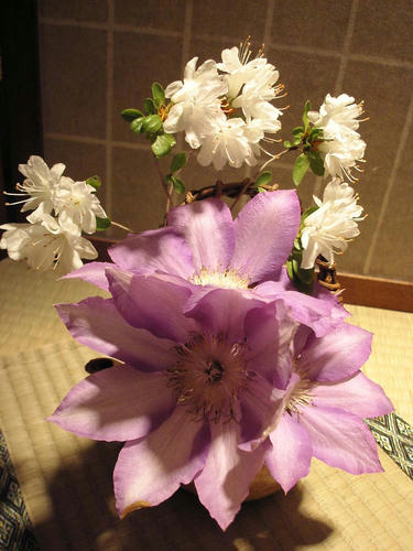 今日の花5.7