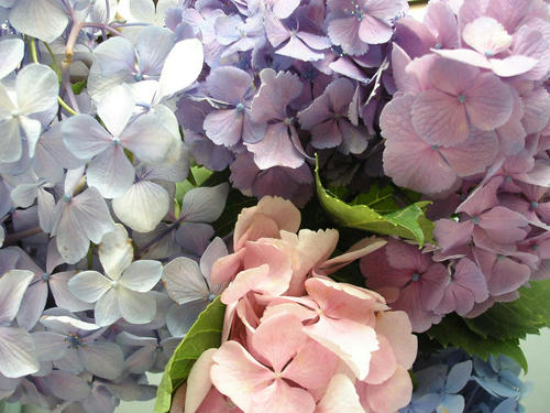 紫陽花