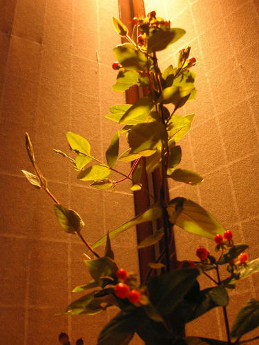 生け花7.7