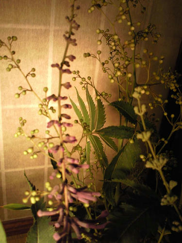 生け花8.10