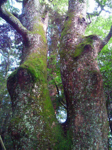 苔の生す木