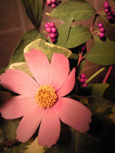 生け花 11.8
