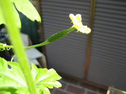 IMG_1127.JPG
