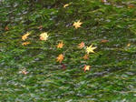 CIMG9197_400x300.jpg