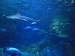 CIMG1039_400x300.jpg