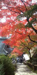 F1010045_200x400.jpg
