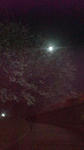 F1010264_225x400.jpg