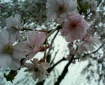櫻桜さくらサクラｓａｋｕｒａ