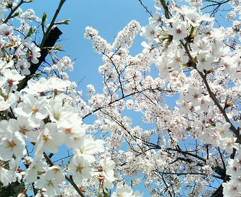 sakura03