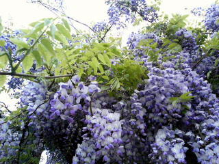 fuji02