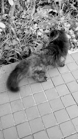 たぬきかと思ったｗ