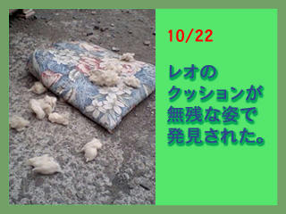 クッション１