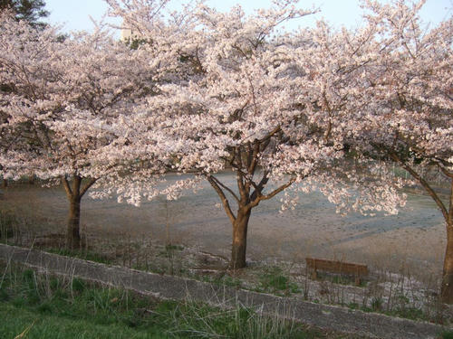 桜の写真