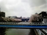 さくら