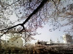 桜1
