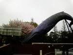 クジラと桜