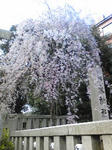乃木神社桜