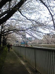 清澄白河桜