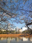 桜上野不忍池