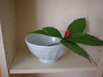 DSC05445.JPG