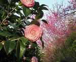 NEC_0152.jpg