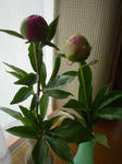 DSC05450.JPG