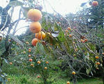 NEC_0174.jpg