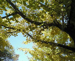 NEC_0221.jpg