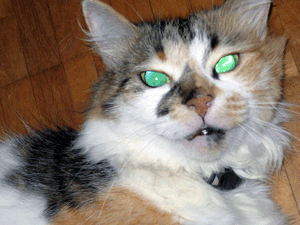 d200707-0013.gif